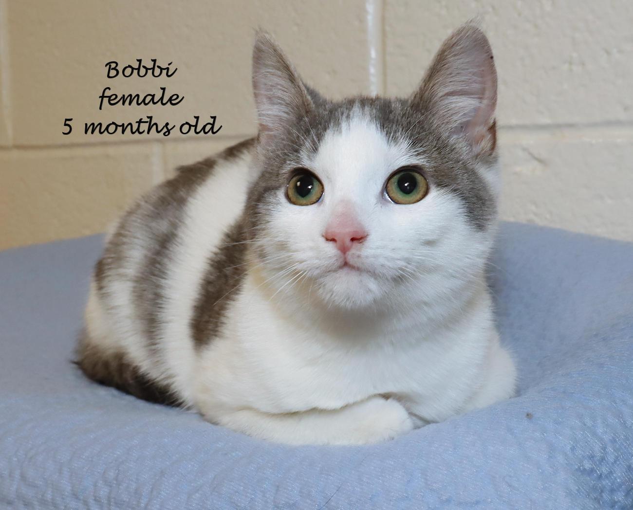 Enlarge Bobbi, an adoptable Domestic Short Hair in Euclid, OH image 2/6