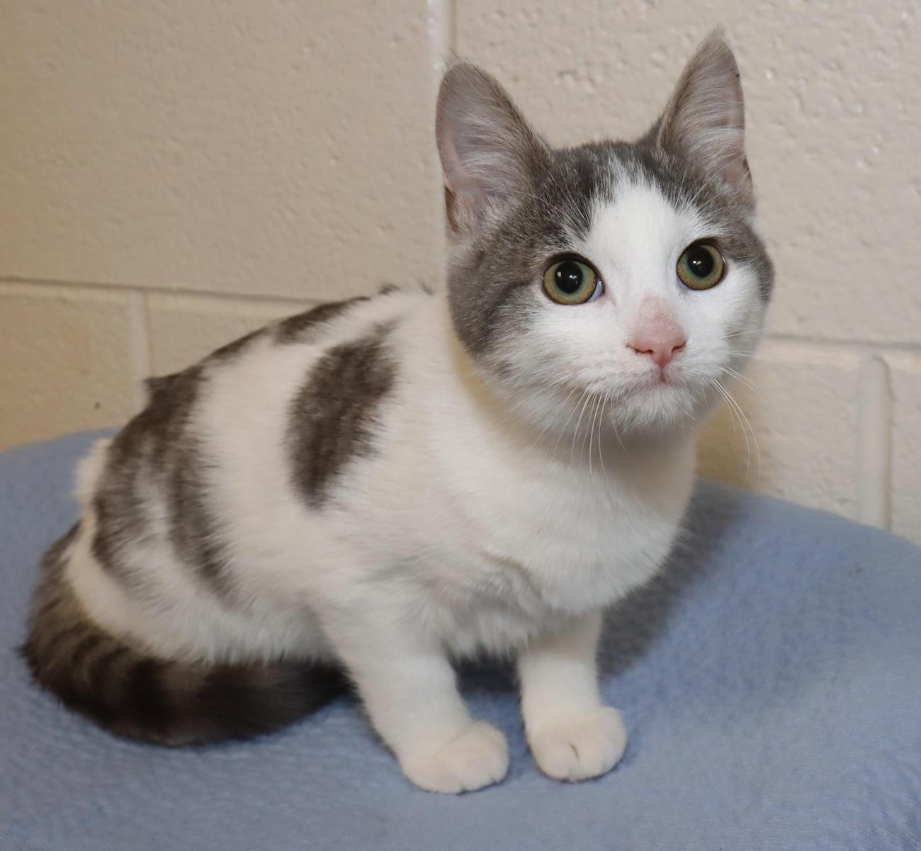 Enlarge Bobbi, an adoptable Domestic Short Hair in Euclid, OH image 5/6