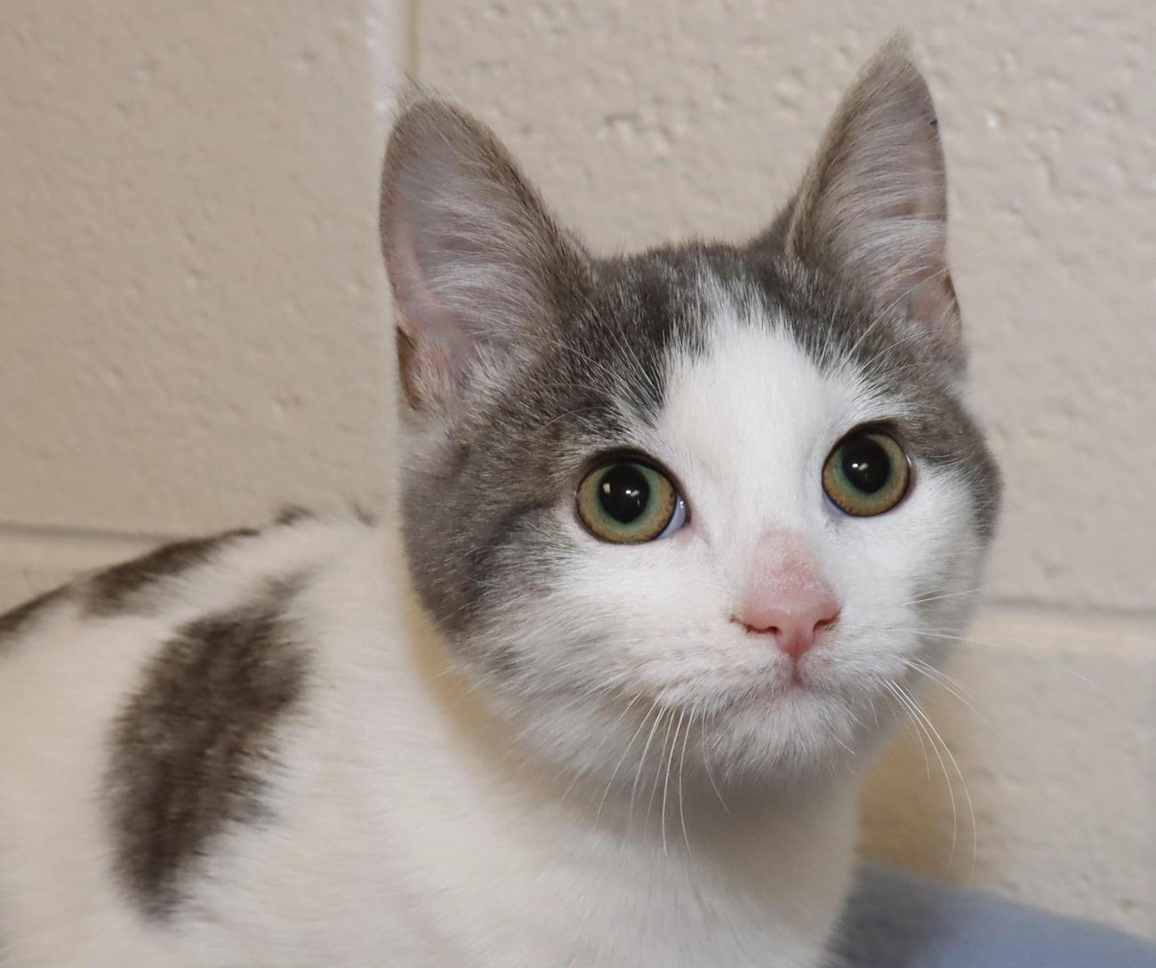 Bobbi, adoptable, Kitten Female Domestic Short Hair.