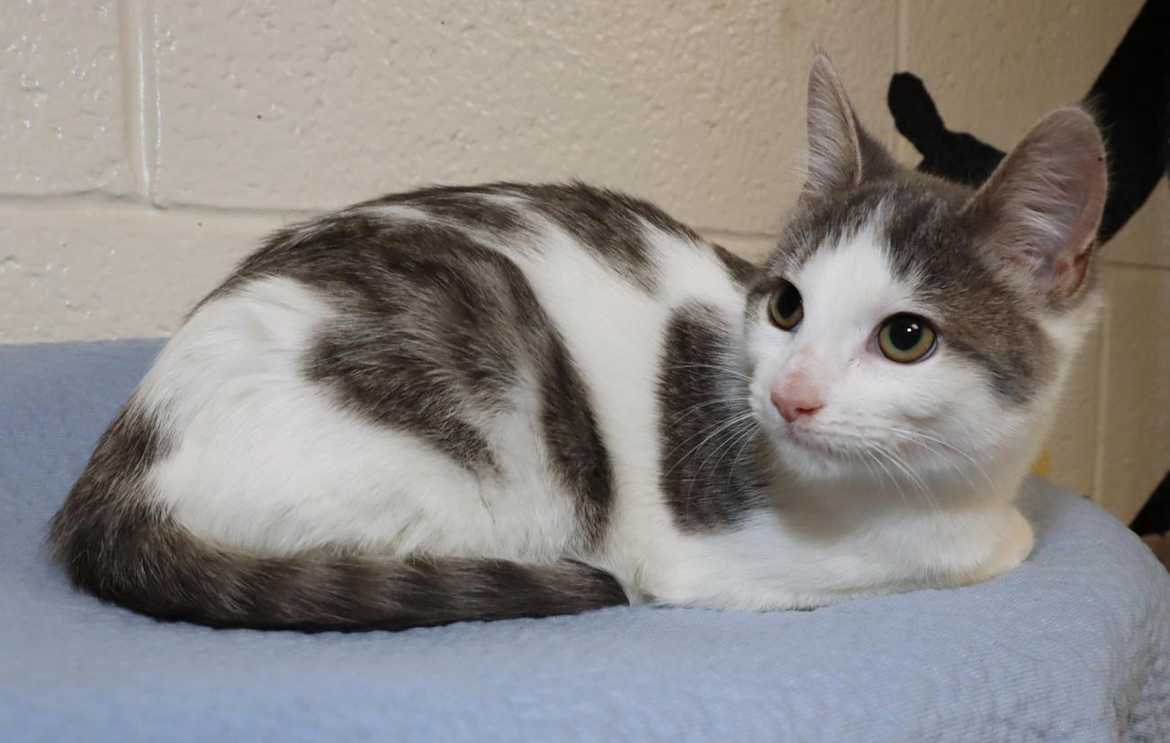 Enlarge Bobbi, an adoptable Domestic Short Hair in Euclid, OH image 4/6