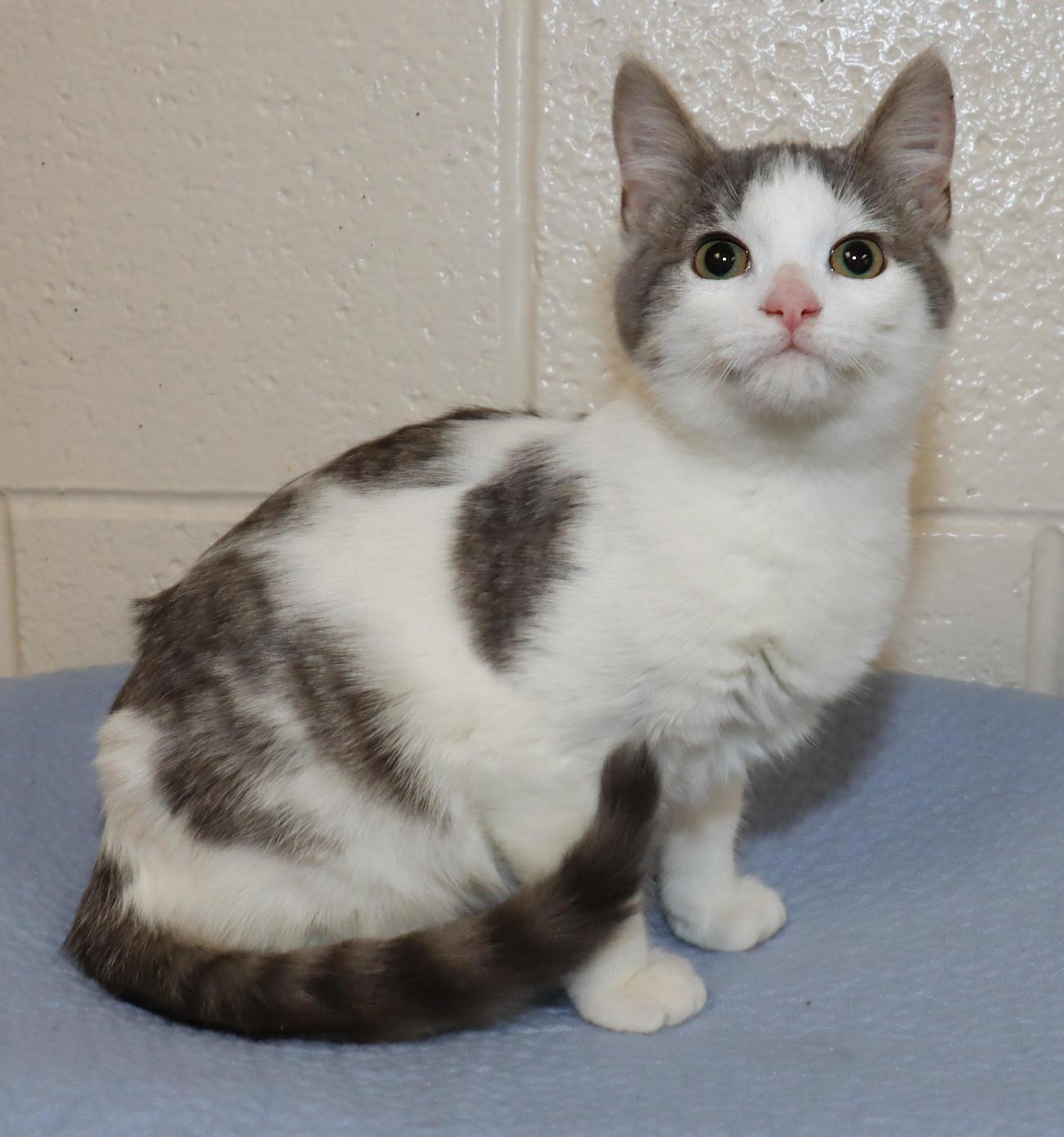 Enlarge Bobbi, an adoptable Domestic Short Hair in Euclid, OH image 3/6