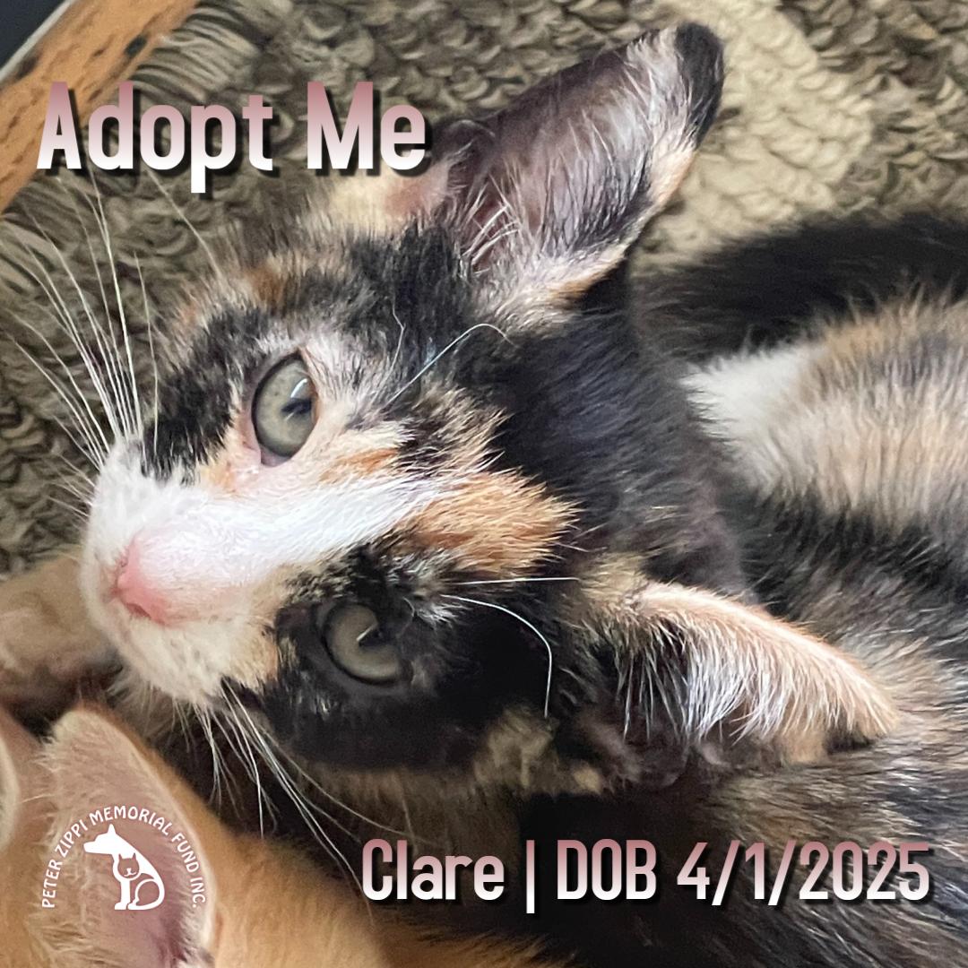Clare, Baby Female Domestic Short Hair
