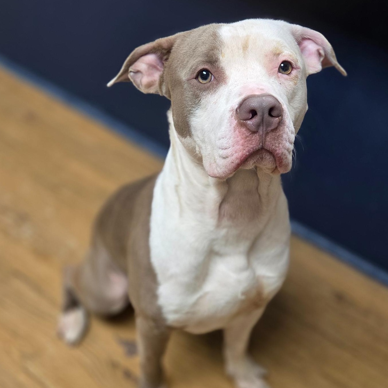 Enlarge Goose, an adopted American Staffordshire Terrier in Madison, MS image 1/1