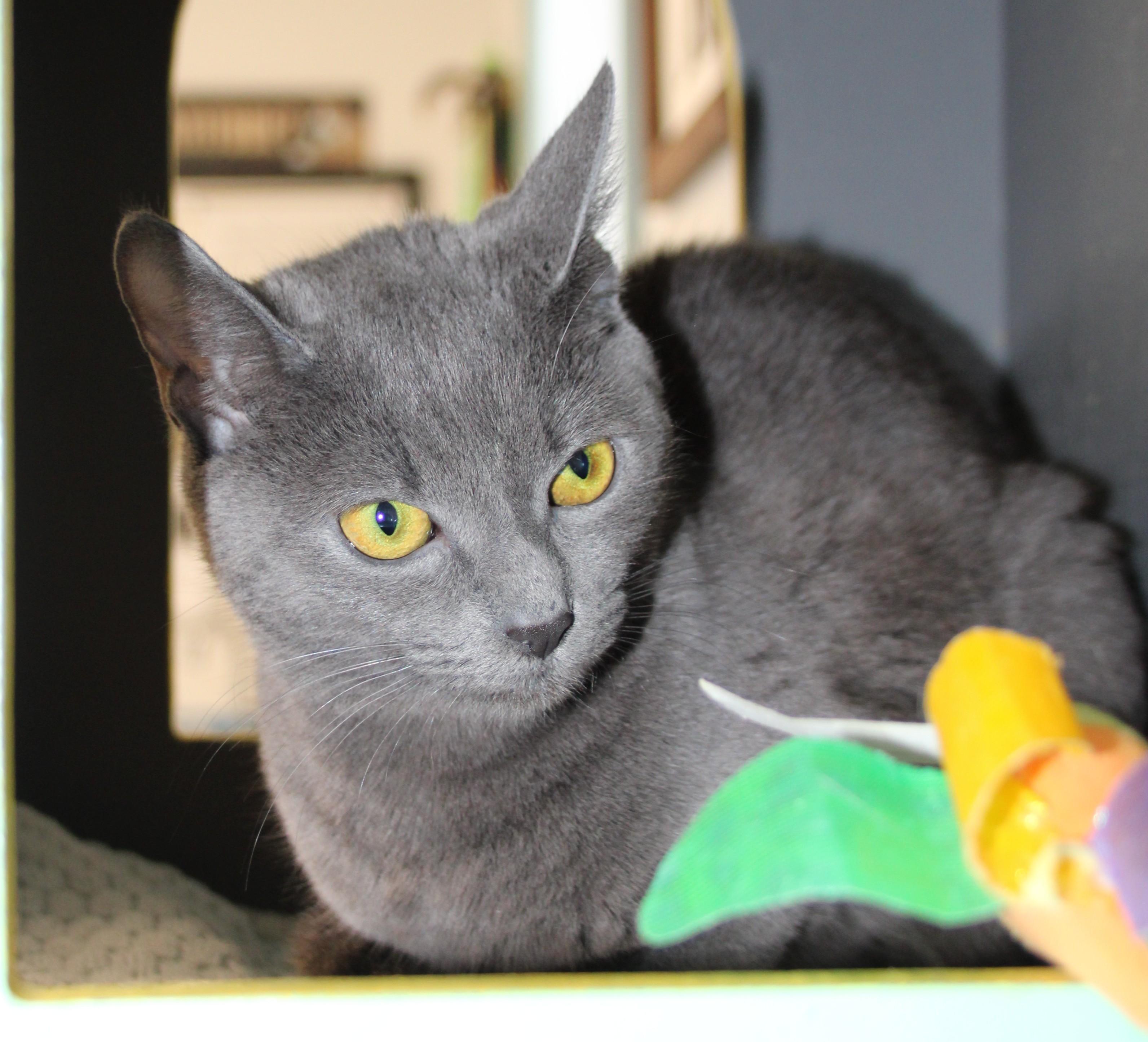 Windy, a ADOPTABLE Domestic Short Hair in Medfield, MA image 4/4