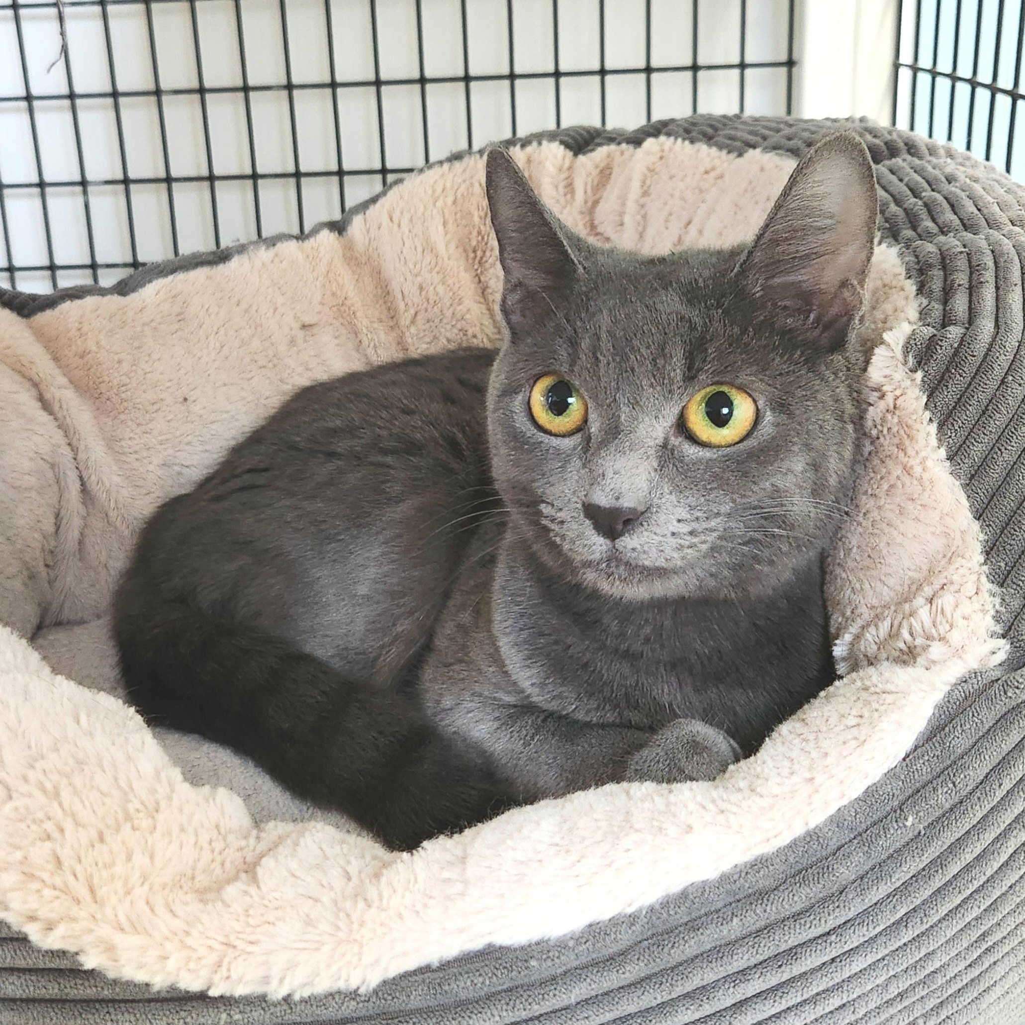 Windy, a ADOPTABLE Domestic Short Hair in Medfield, MA image 2/4