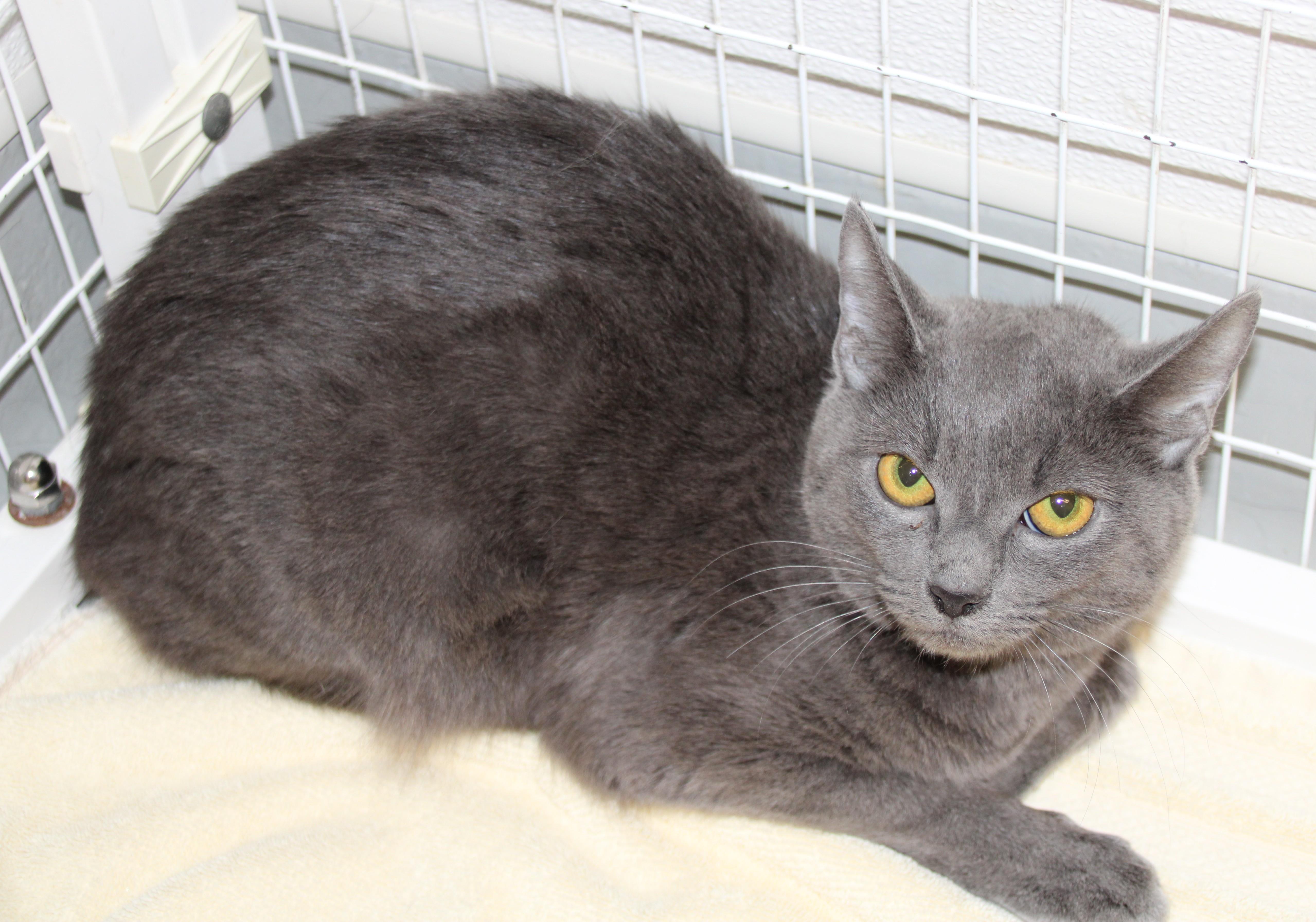 Windy, a ADOPTABLE Domestic Short Hair in Medfield, MA image 1/4
