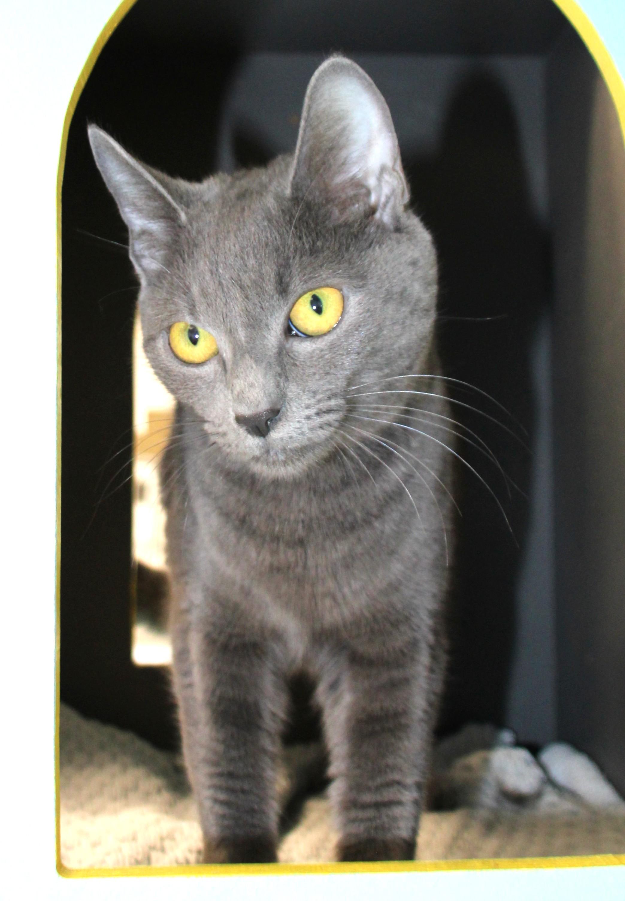 Windy, a ADOPTABLE Domestic Short Hair in Medfield, MA image 3/4