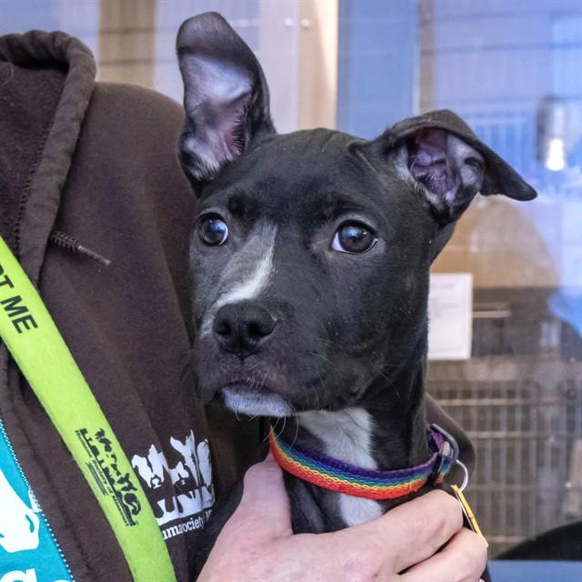 Enlarge HONEYBUN, a Adoptable mixed breed in Saint Louis, MO image 1/1