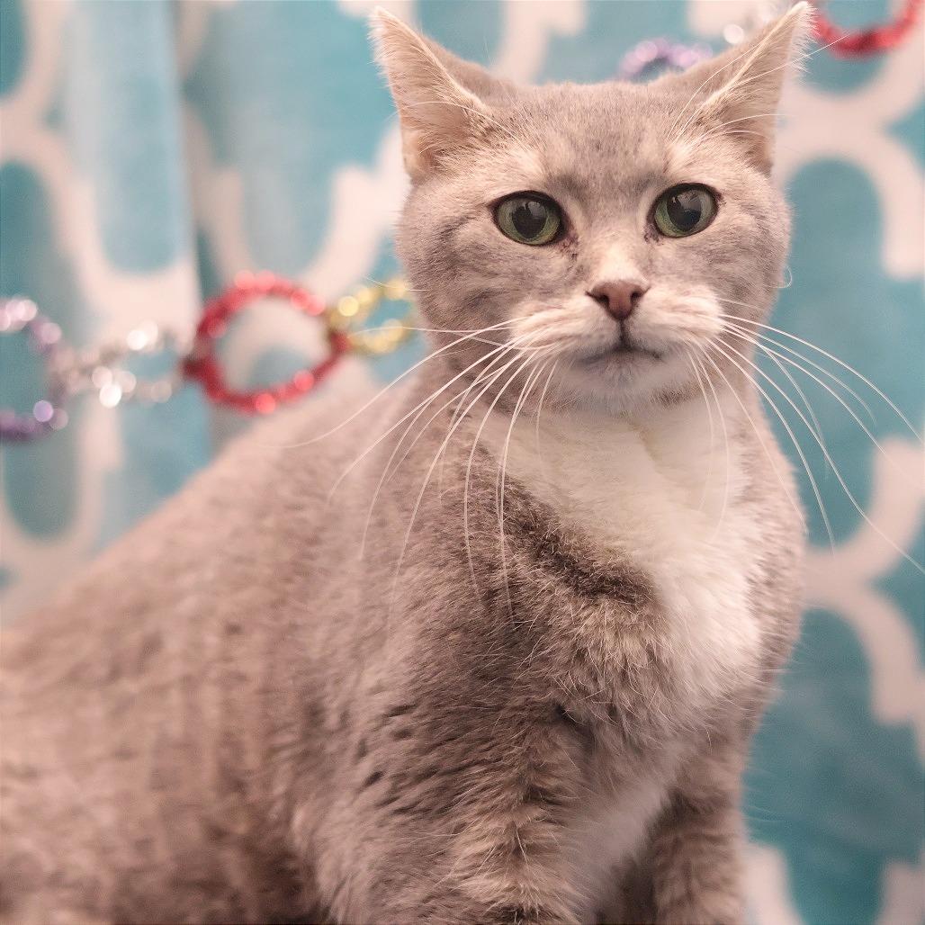 Enlarge Olive, a Adoptable Domestic Short Hair in Philadelphia, PA image 1/6