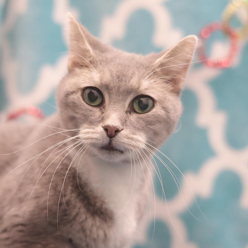 Enlarge Olive, a Adoptable Domestic Short Hair in Philadelphia, PA image 2/6