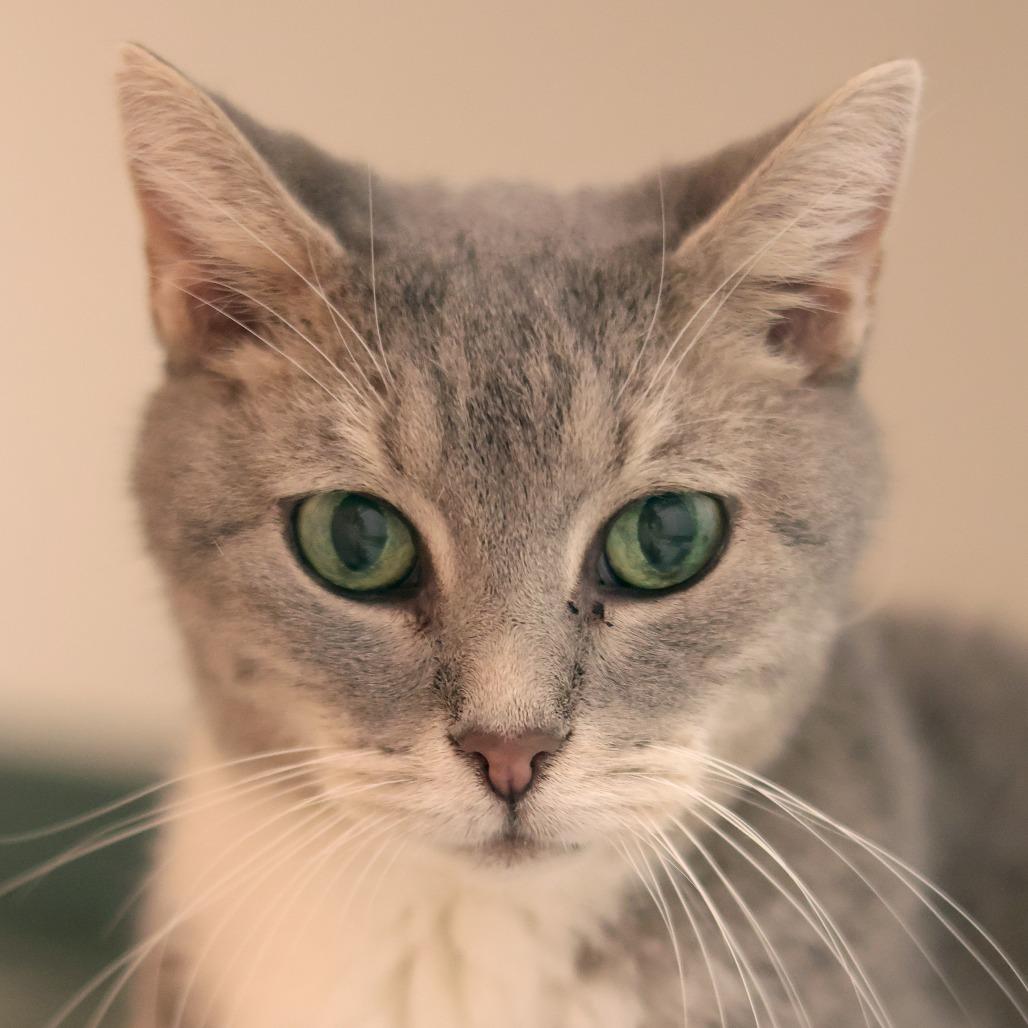 Enlarge Olive, a Adoptable Domestic Short Hair in Philadelphia, PA image 3/6