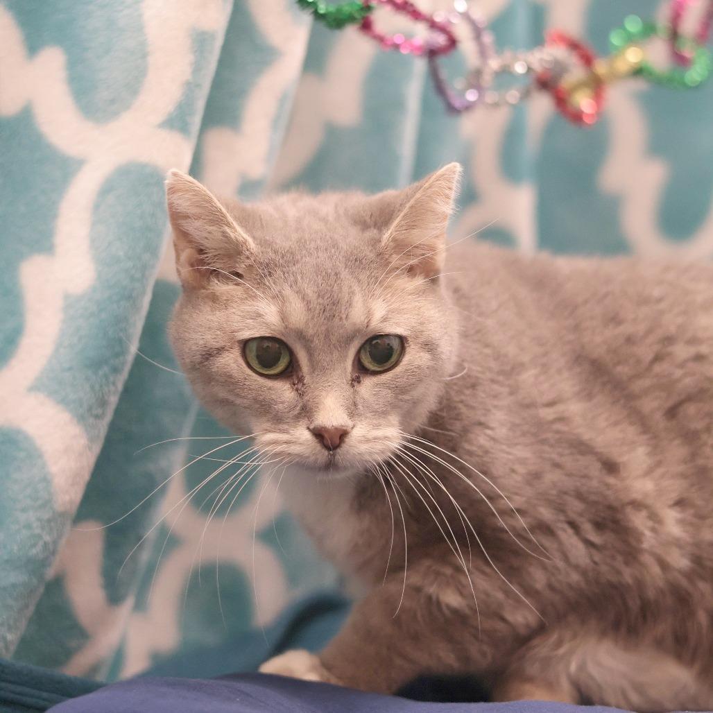 Enlarge Olive, a Adoptable Domestic Short Hair in Philadelphia, PA image 4/6