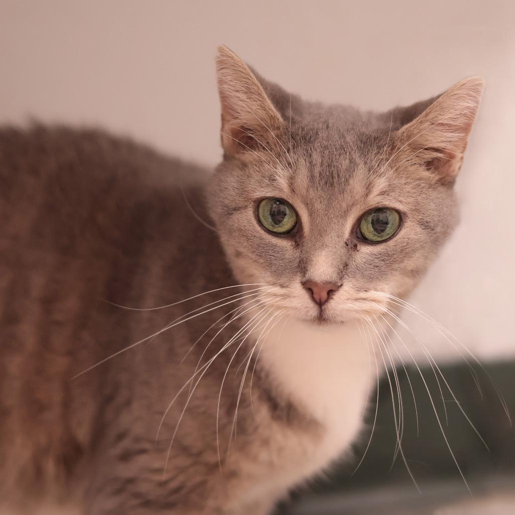 Enlarge Olive, a Adoptable Domestic Short Hair in Philadelphia, PA image 5/6