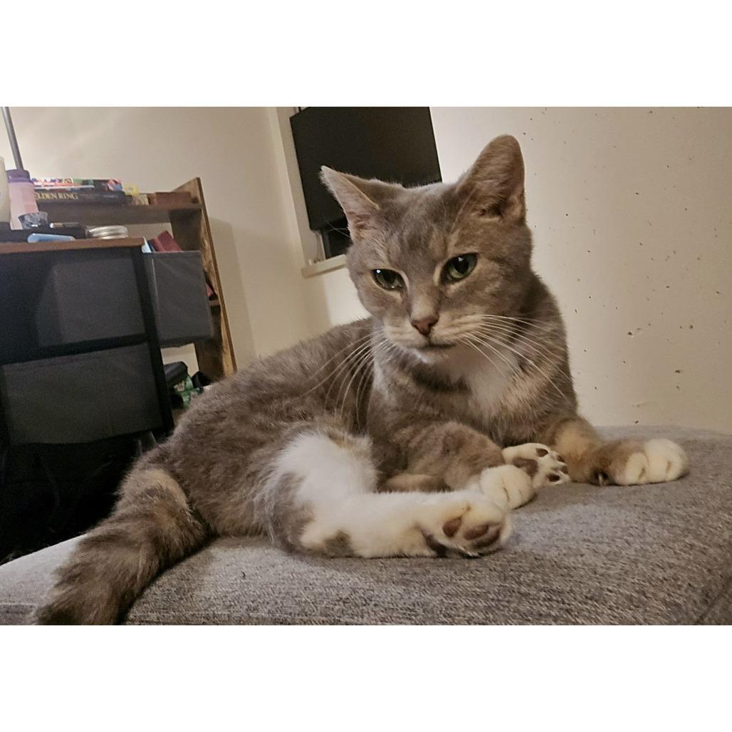 Enlarge Olive, a Adoptable Domestic Short Hair in Philadelphia, PA image 6/6