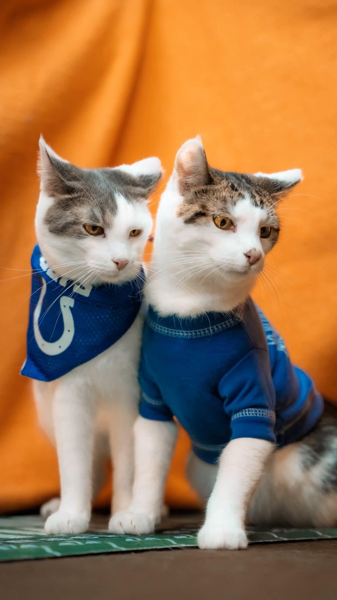 Lemonhead bonded to Airhead, a Adoptable Domestic Short Hair in Alexandria, IN image 1/3