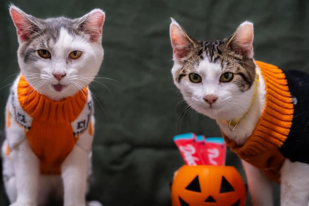 Lemonhead bonded to Airhead, a Adoptable Domestic Short Hair in Alexandria, IN image 2/3