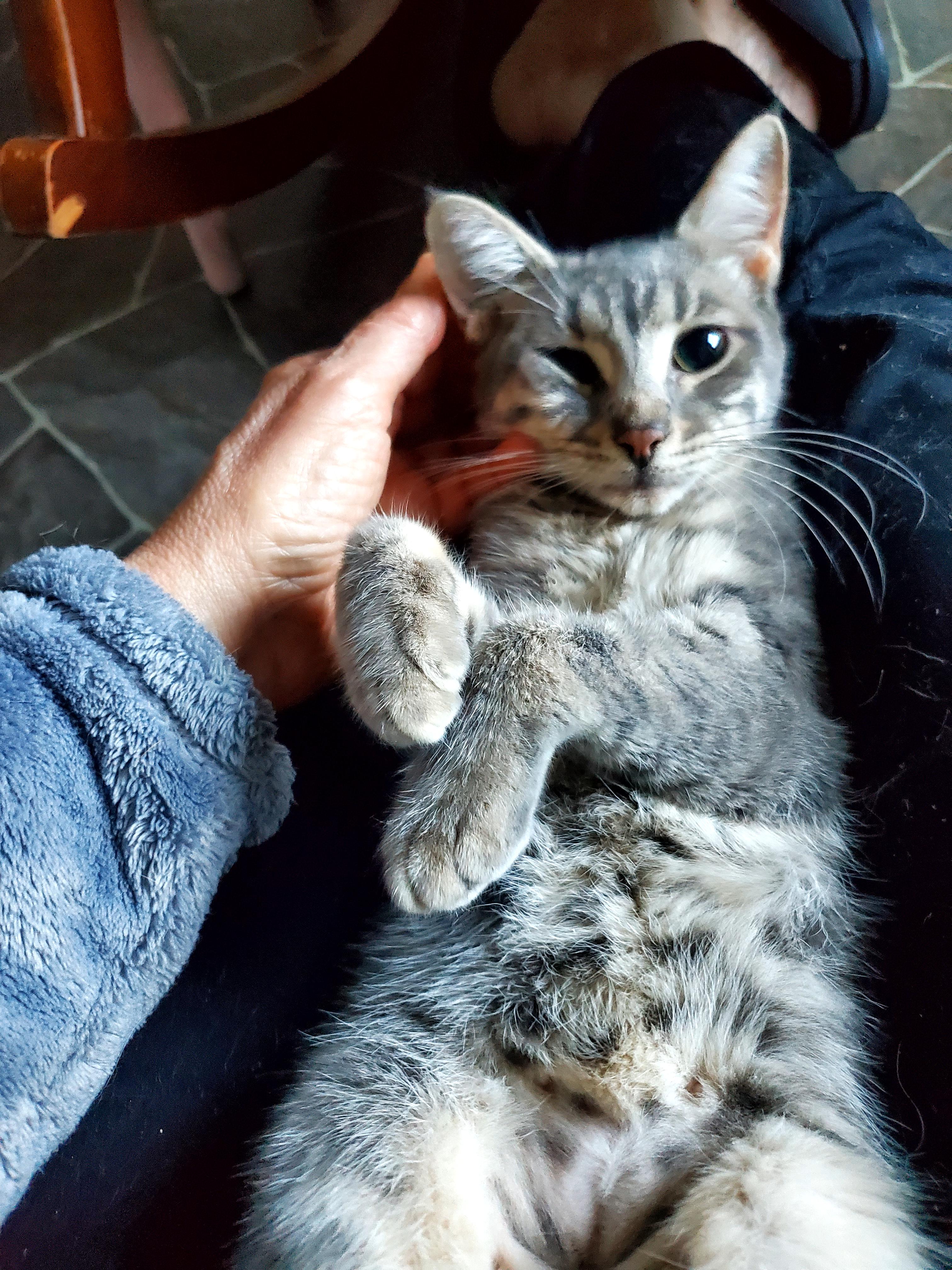 Gracie, an adopted Domestic Short Hair in Gladwin, MI image 2/5