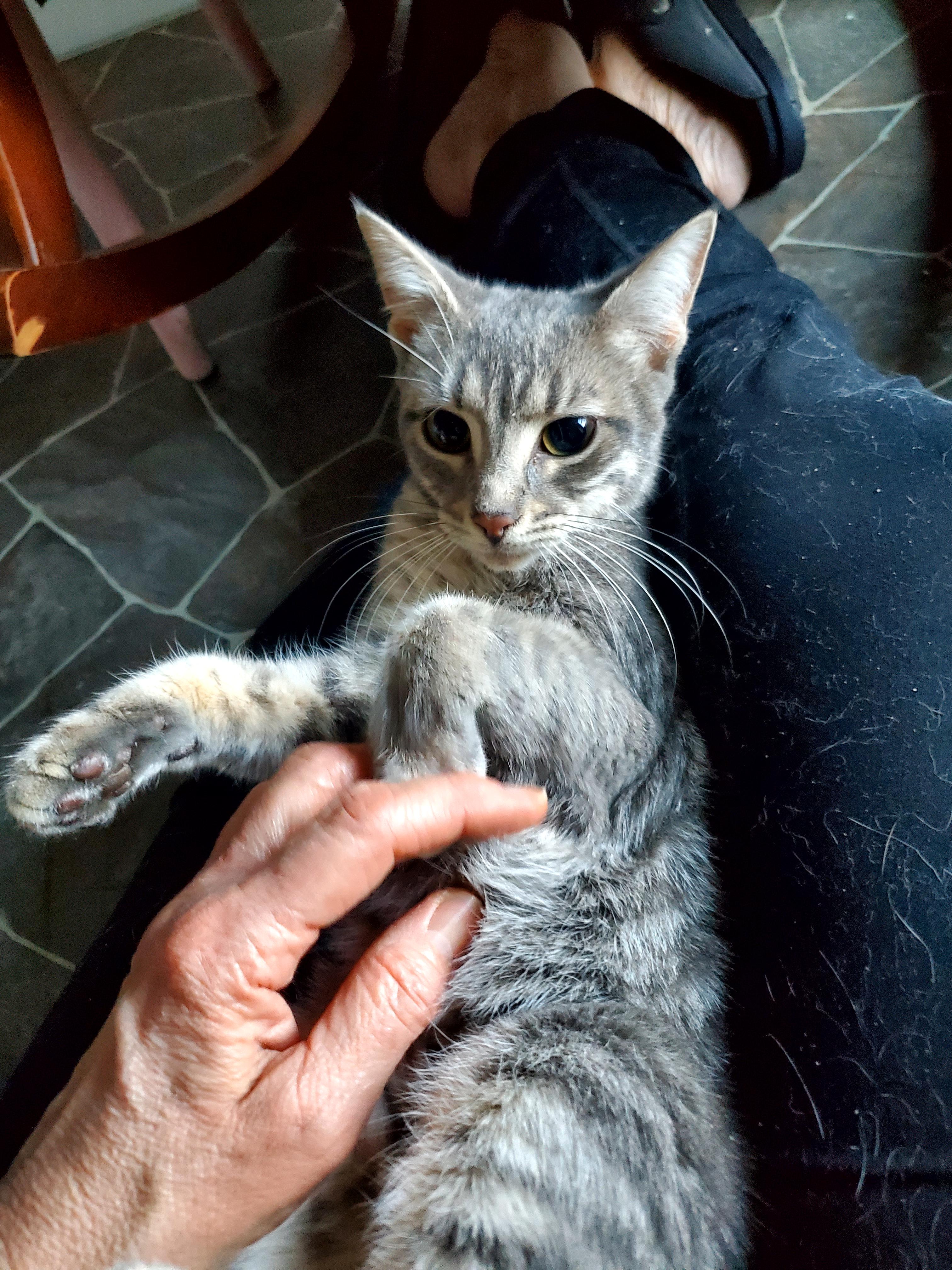 Gracie, an adopted Domestic Short Hair in Gladwin, MI image 4/5