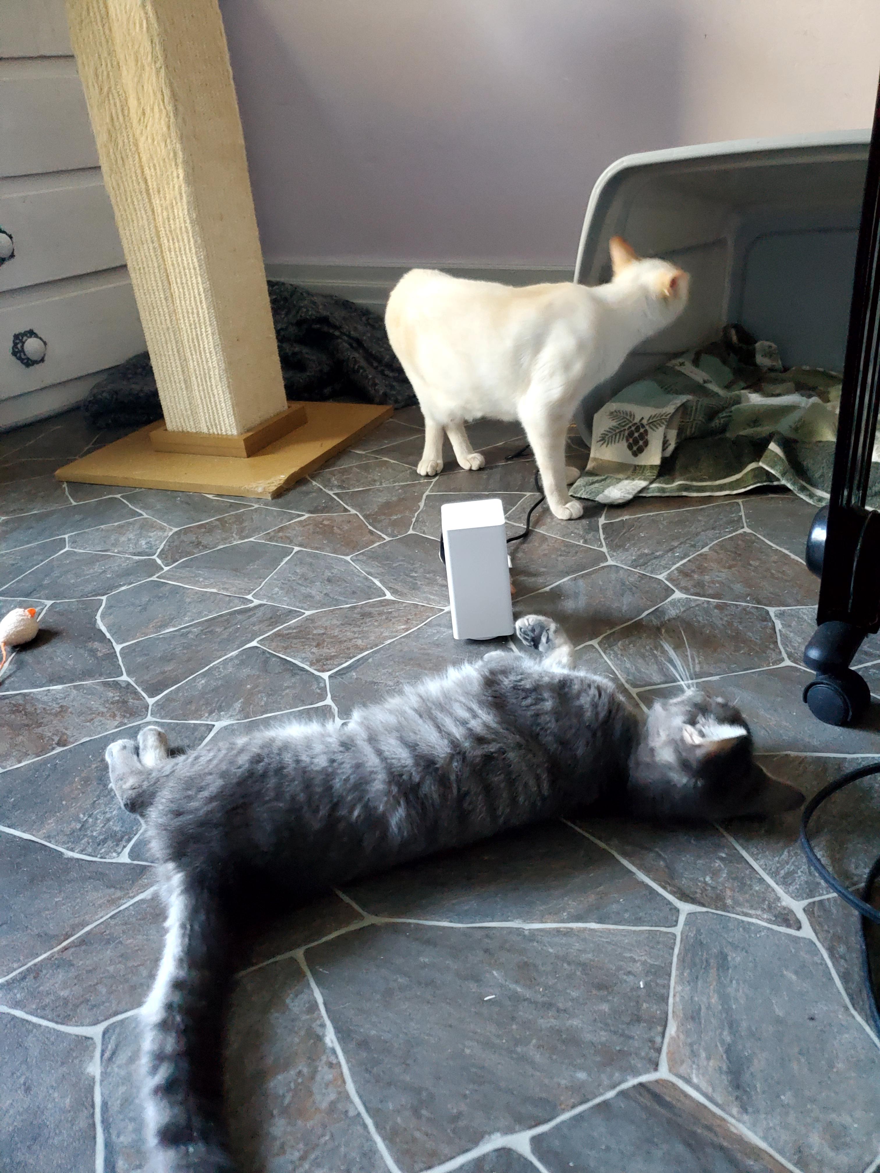 Gracie, an adopted Domestic Short Hair in Gladwin, MI image 5/5