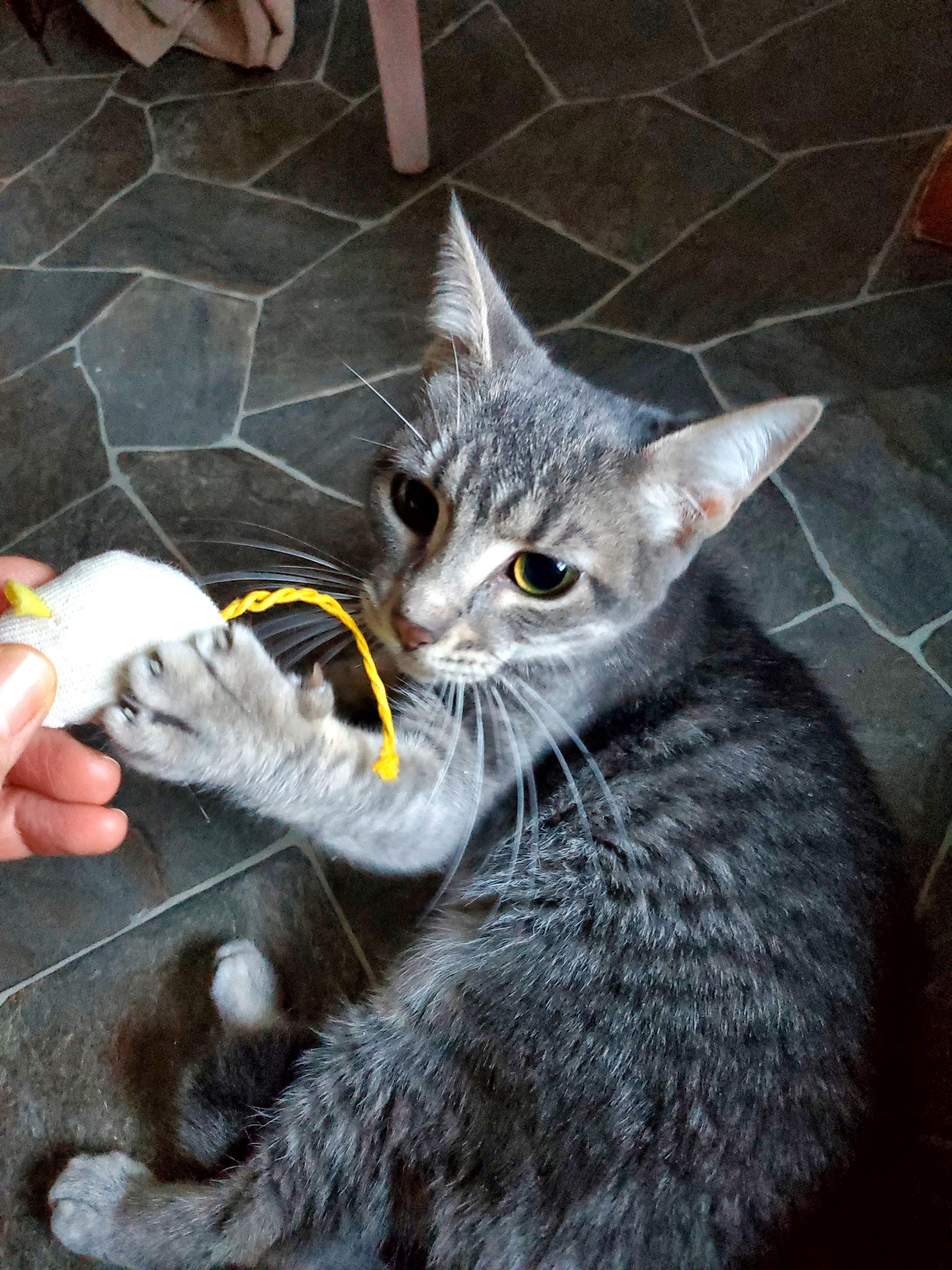 Gracie, an adopted Domestic Short Hair in Gladwin, MI image 3/5
