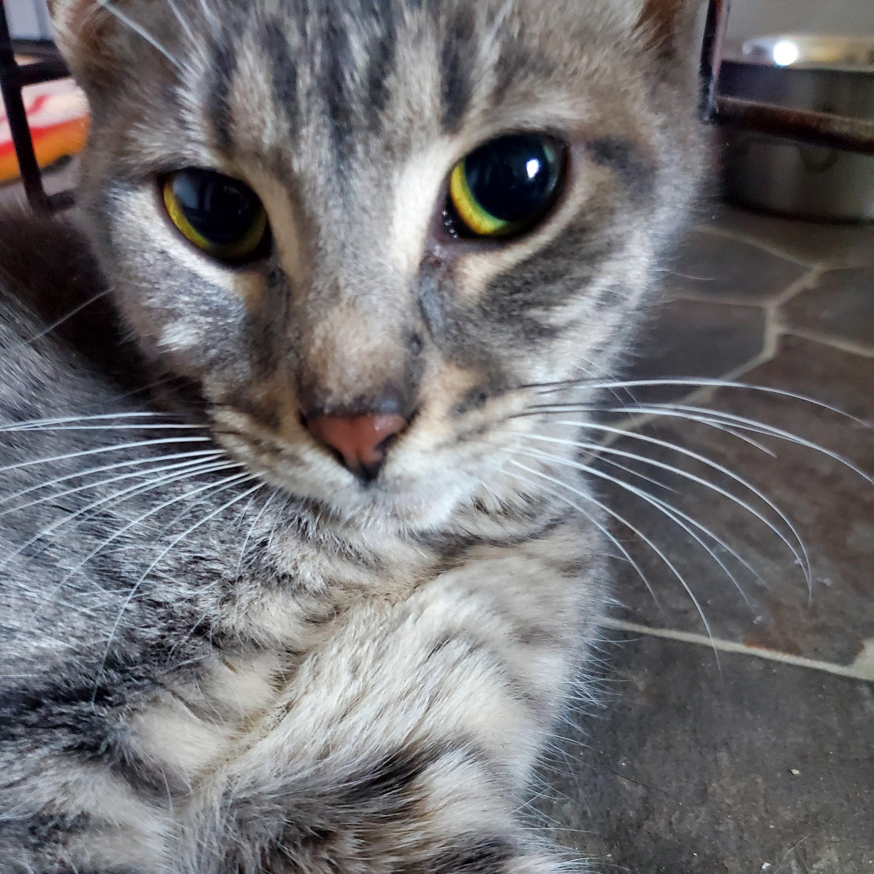 Gracie, an adopted Domestic Short Hair in Gladwin, MI image 1/5