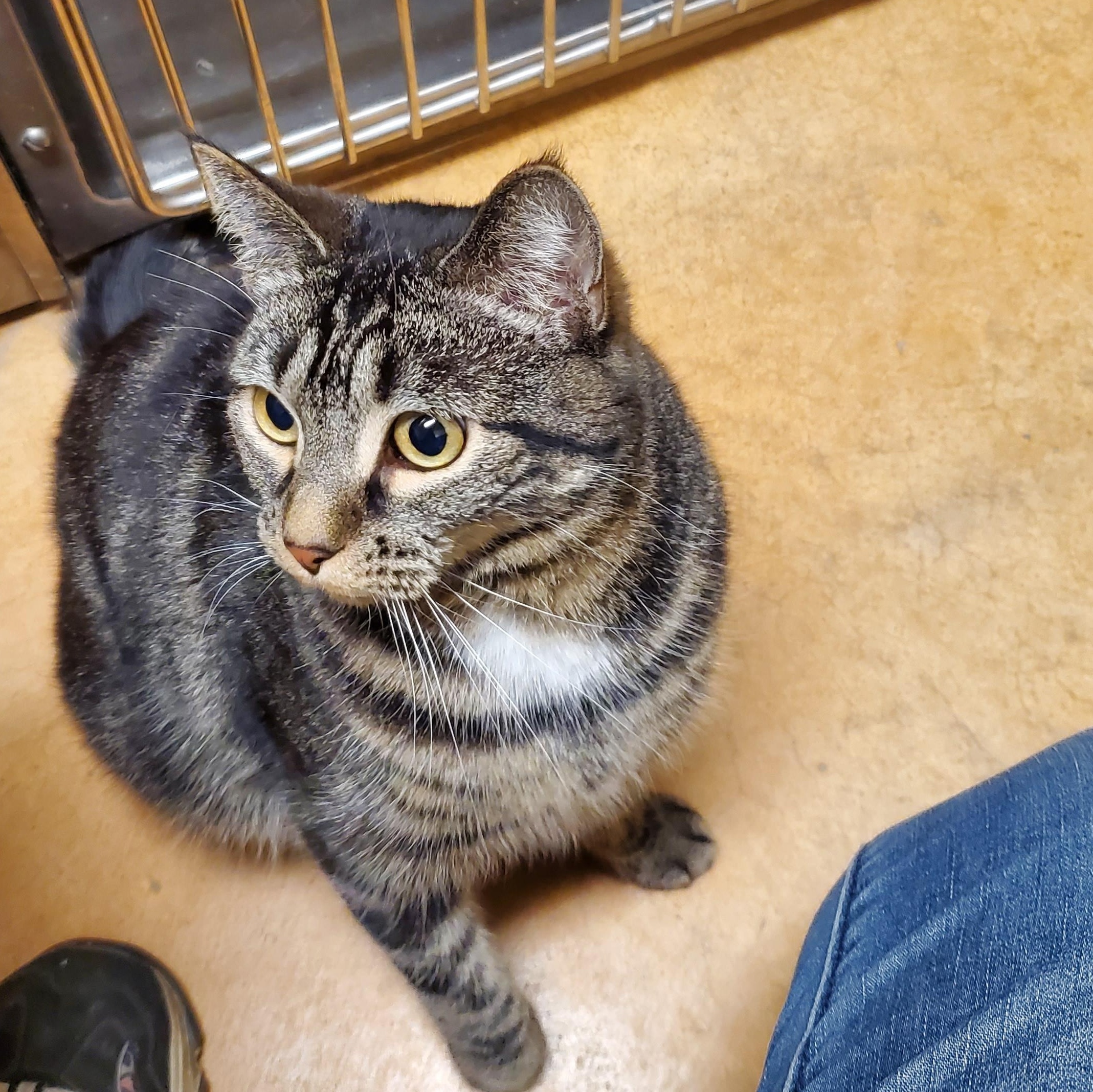 Lilo, an adoptable Domestic Short Hair in Thayne, WY, 83127 | Photo Image 6