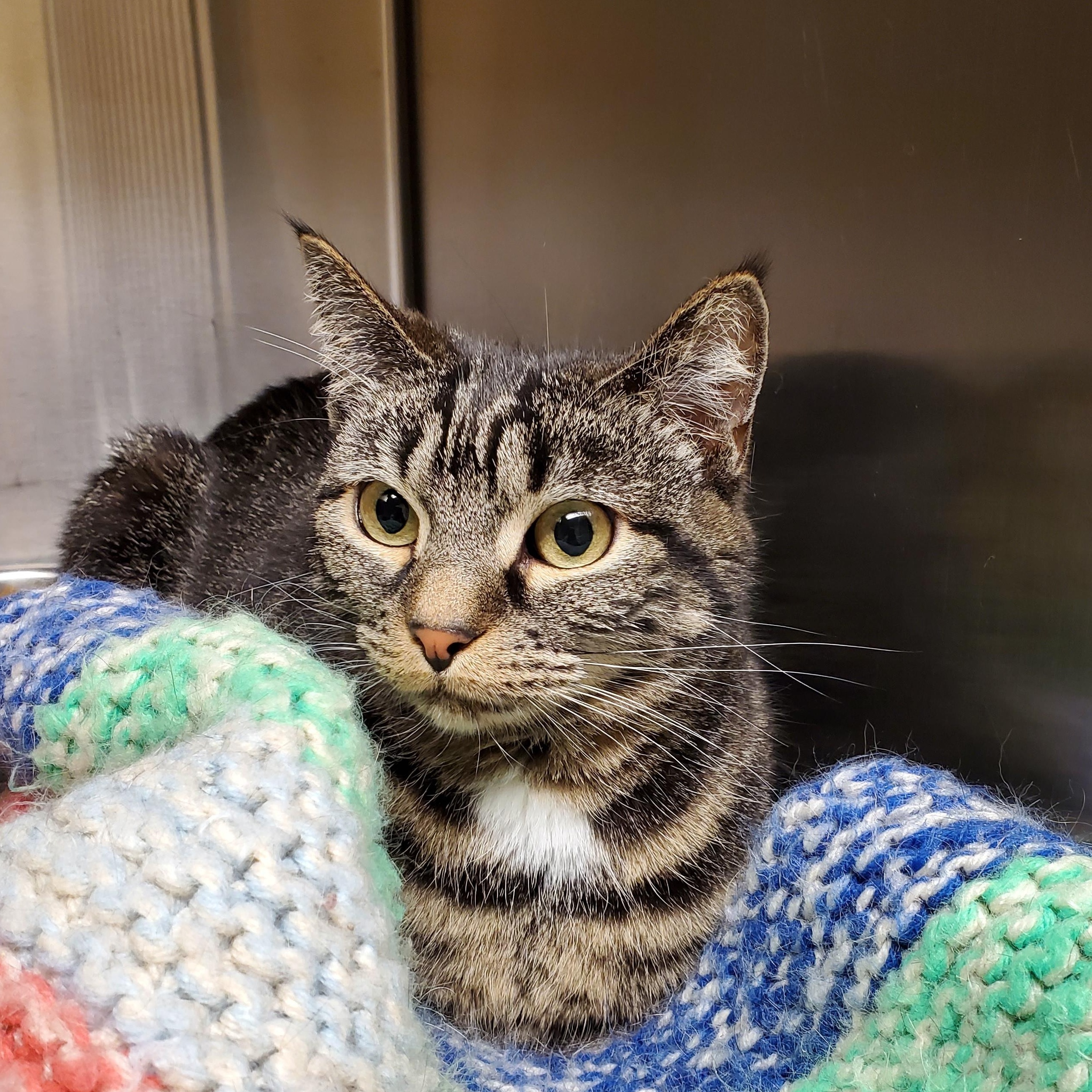 Lilo, an adoptable Domestic Short Hair in Thayne, WY, 83127 | Photo Image 2