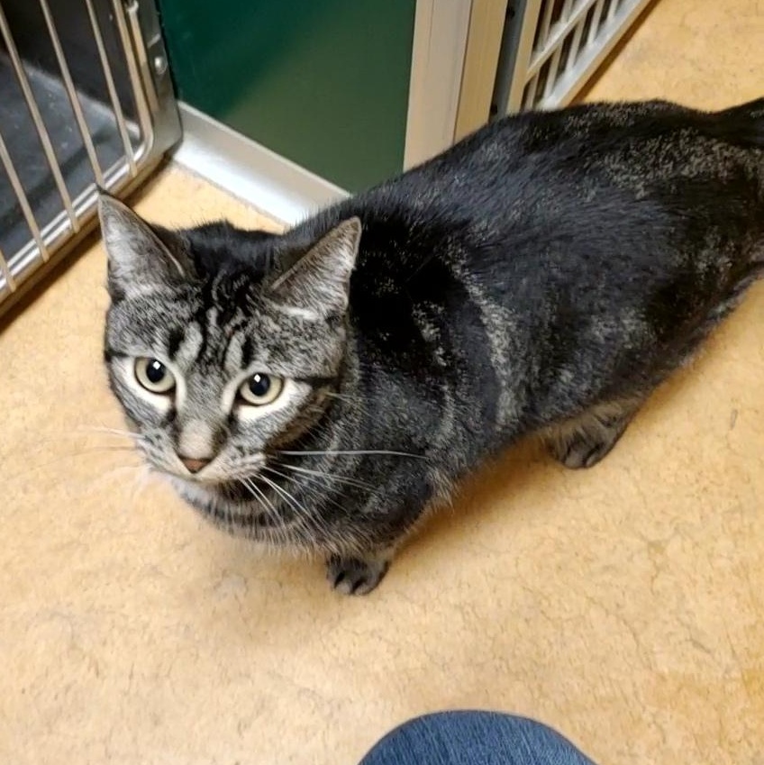 Lilo, an adoptable Domestic Short Hair in Thayne, WY, 83127 | Photo Image 1