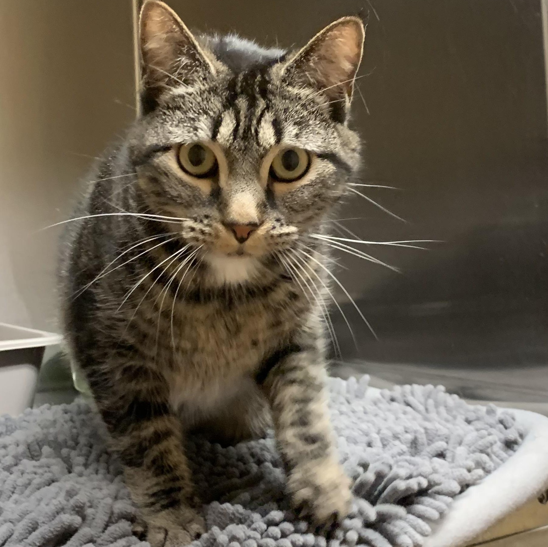 Lilo, an adoptable Domestic Short Hair in Thayne, WY, 83127 | Photo Image 3