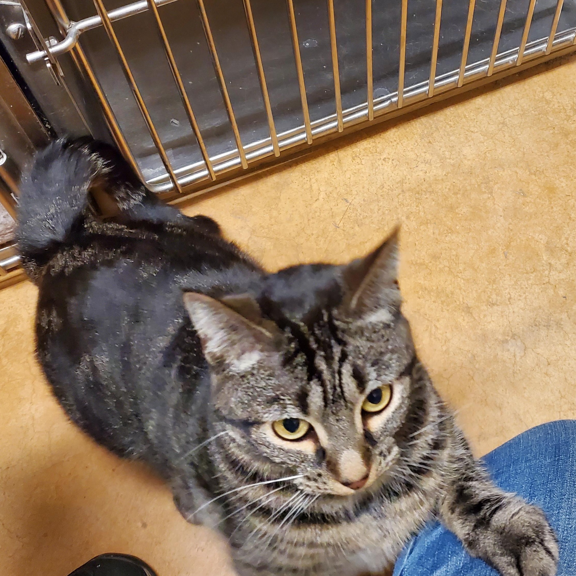 Lilo, an adoptable Domestic Short Hair in Thayne, WY, 83127 | Photo Image 5