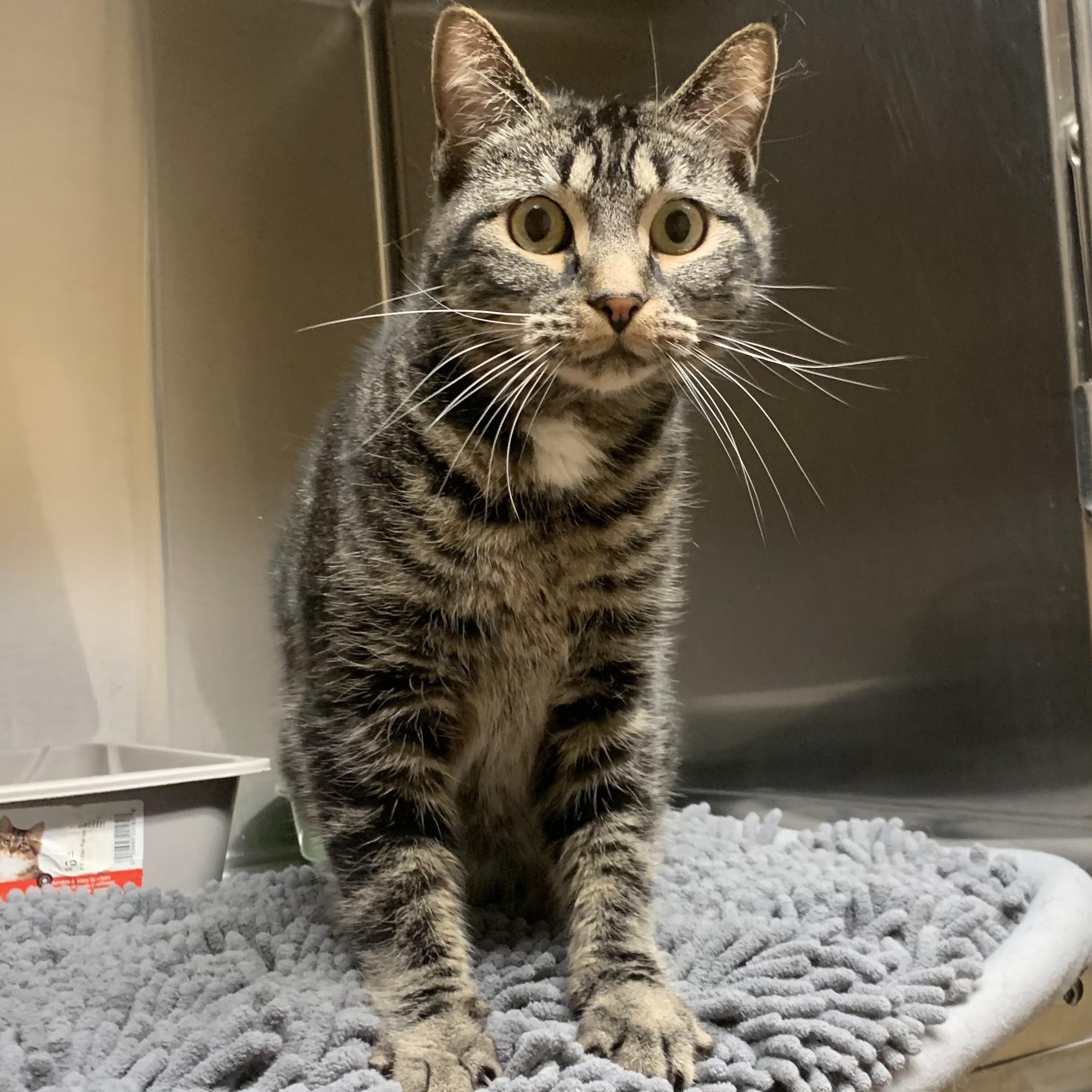 Lilo, an adoptable Domestic Short Hair in Thayne, WY, 83127 | Photo Image 4
