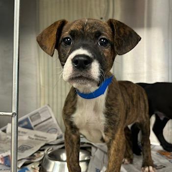 Malcom, Adoptable, Puppy Male Mixed Breed.
