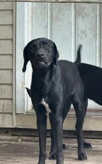 Forest, adopted, Young Male Labrador Retriever & Pointer.