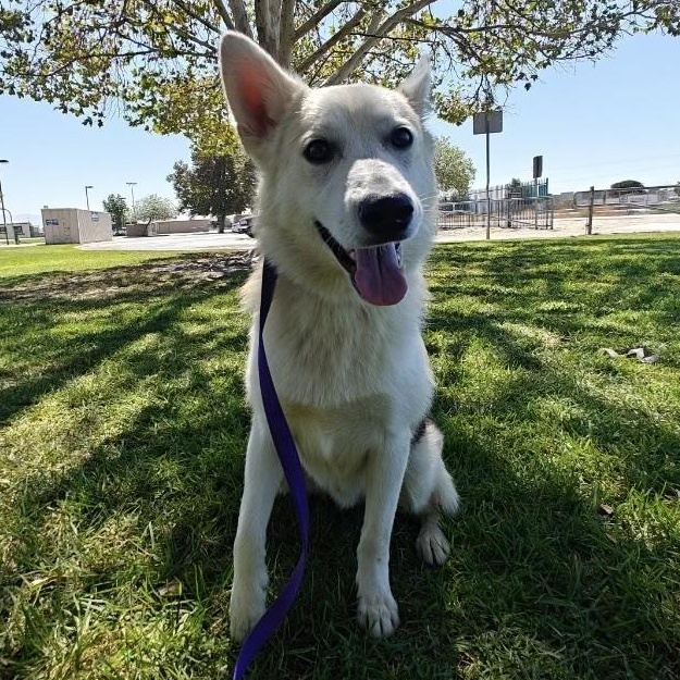 Enlarge Juno, a Adoptable mixed breed in Valley Village, CA image 1/6