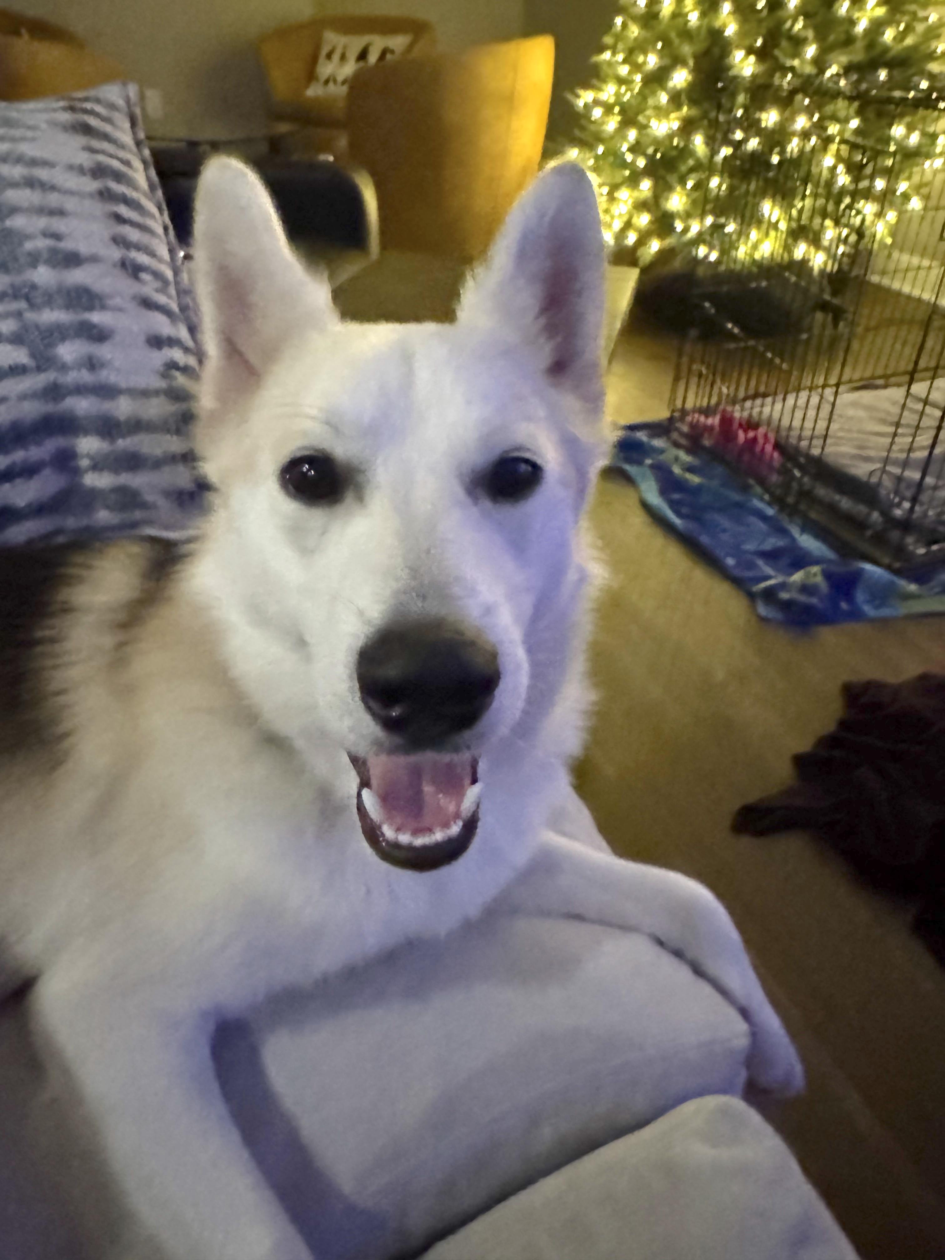 Enlarge Juno, a Adoptable mixed breed in Valley Village, CA image 4/6