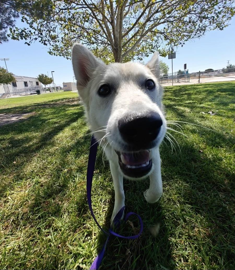 Enlarge Juno, a Adoptable mixed breed in Valley Village, CA image 2/6
