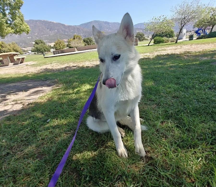 Enlarge Juno, a Adoptable mixed breed in Valley Village, CA image 5/6