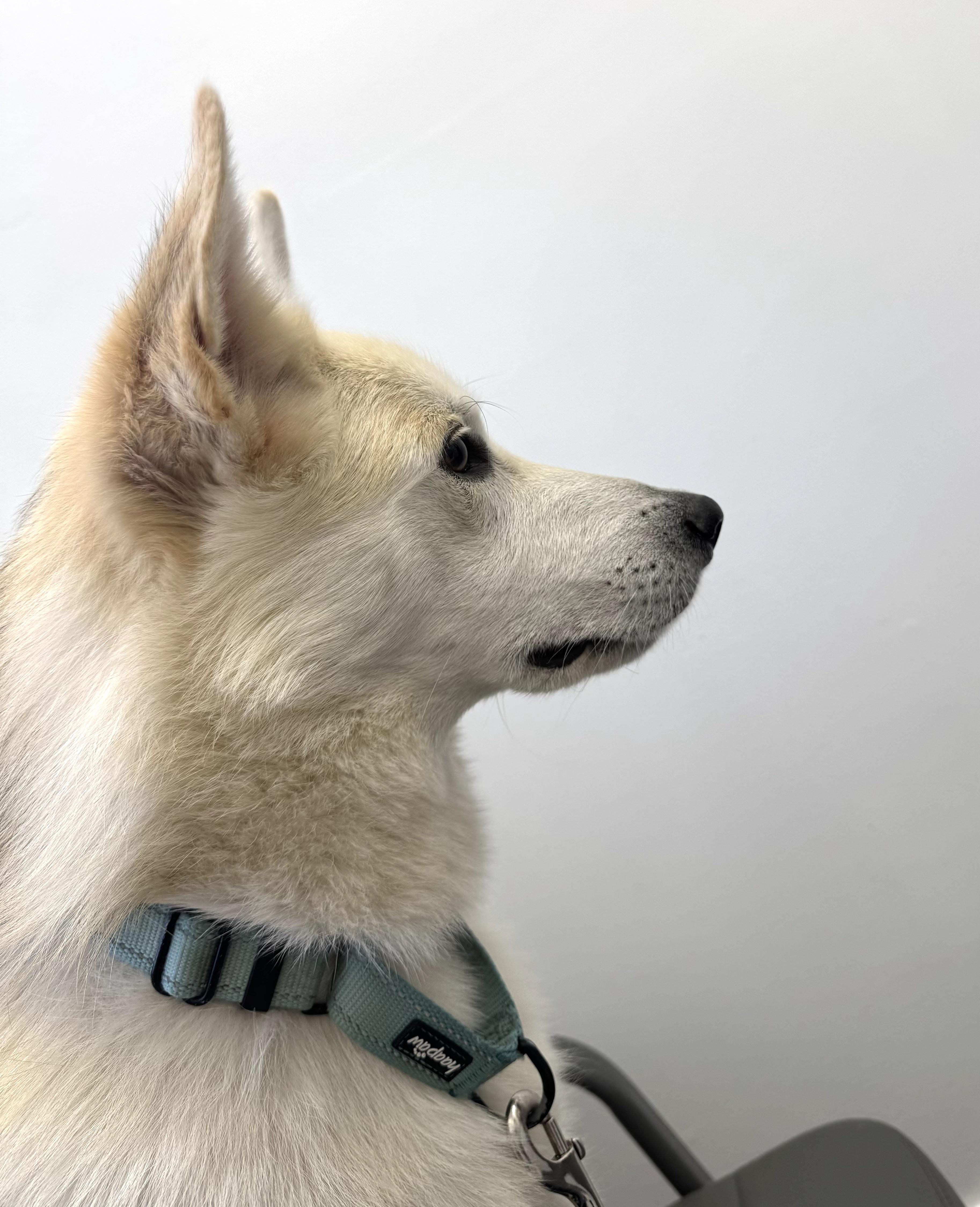 Enlarge Juno, a Adoptable mixed breed in Valley Village, CA image 6/6