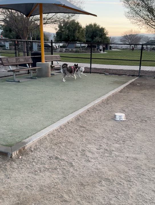 Enlarge Juno, a Adoptable mixed breed in Valley Village, CA video 3/6