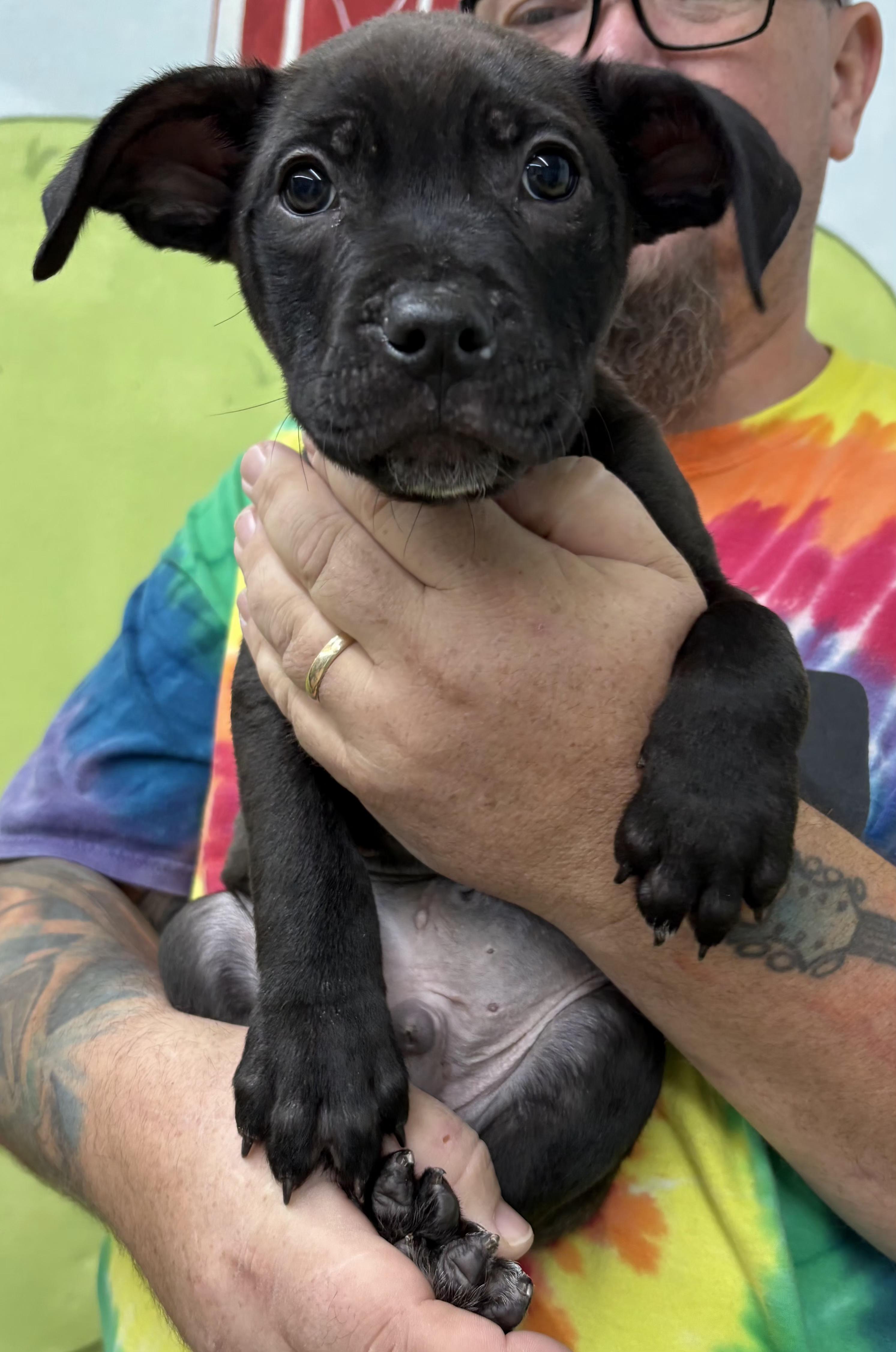 MYERS. tinycauseadopt@gmail.com, Adoptable, Puppy Male Pit Bull Terrier.