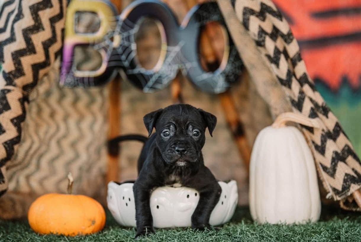 MYERS. tinycauseadopt@gmail.com, a Adoptable mixed breed in Vandergrift, PA image 2/2