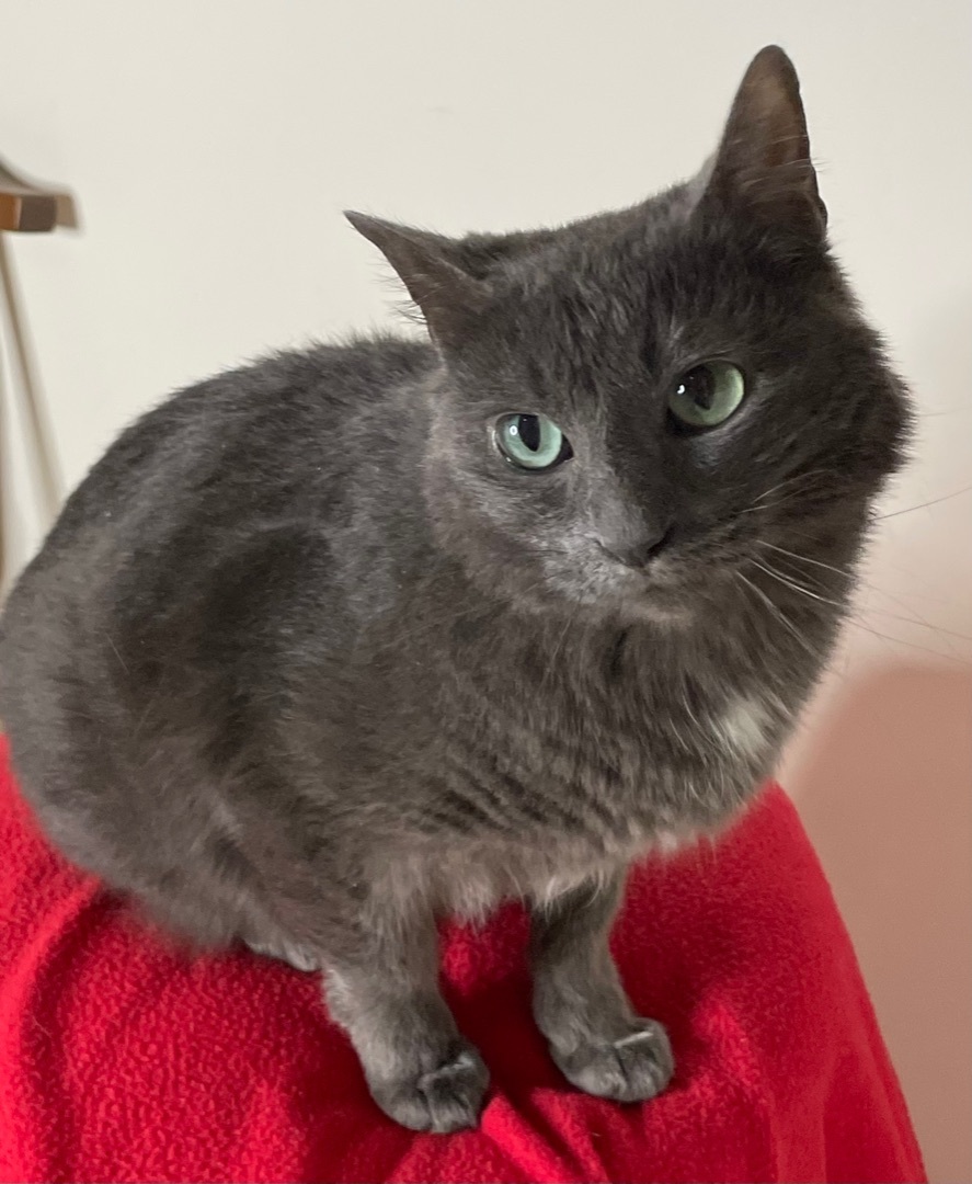 Frankie, an adoptable Domestic Short Hair in Lacon, IL, 61540 | Photo Image 5