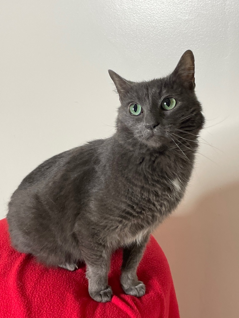 Frankie, an adoptable Domestic Short Hair in Lacon, IL, 61540 | Photo Image 2