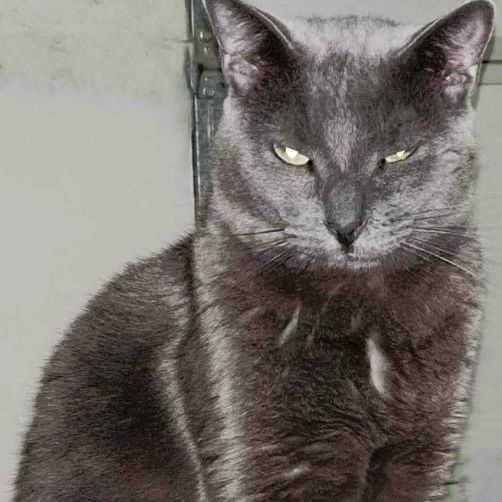 Enlarge Buddy Gray, a Adoptable mixed breed in San Antonio, TX image 1/2