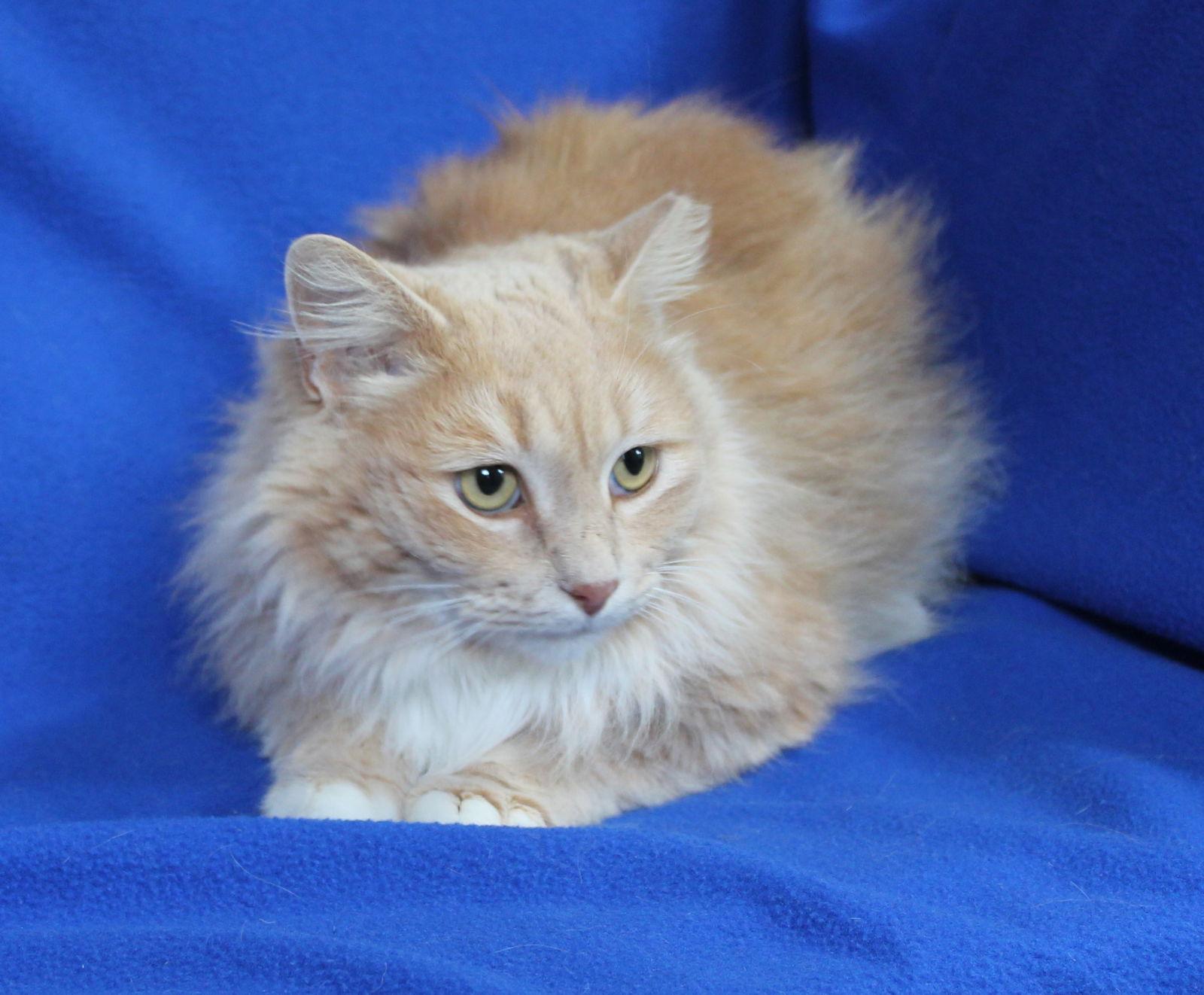 Karen - 43029, Adoptable, Adult Female Domestic Long Hair & Tabby.