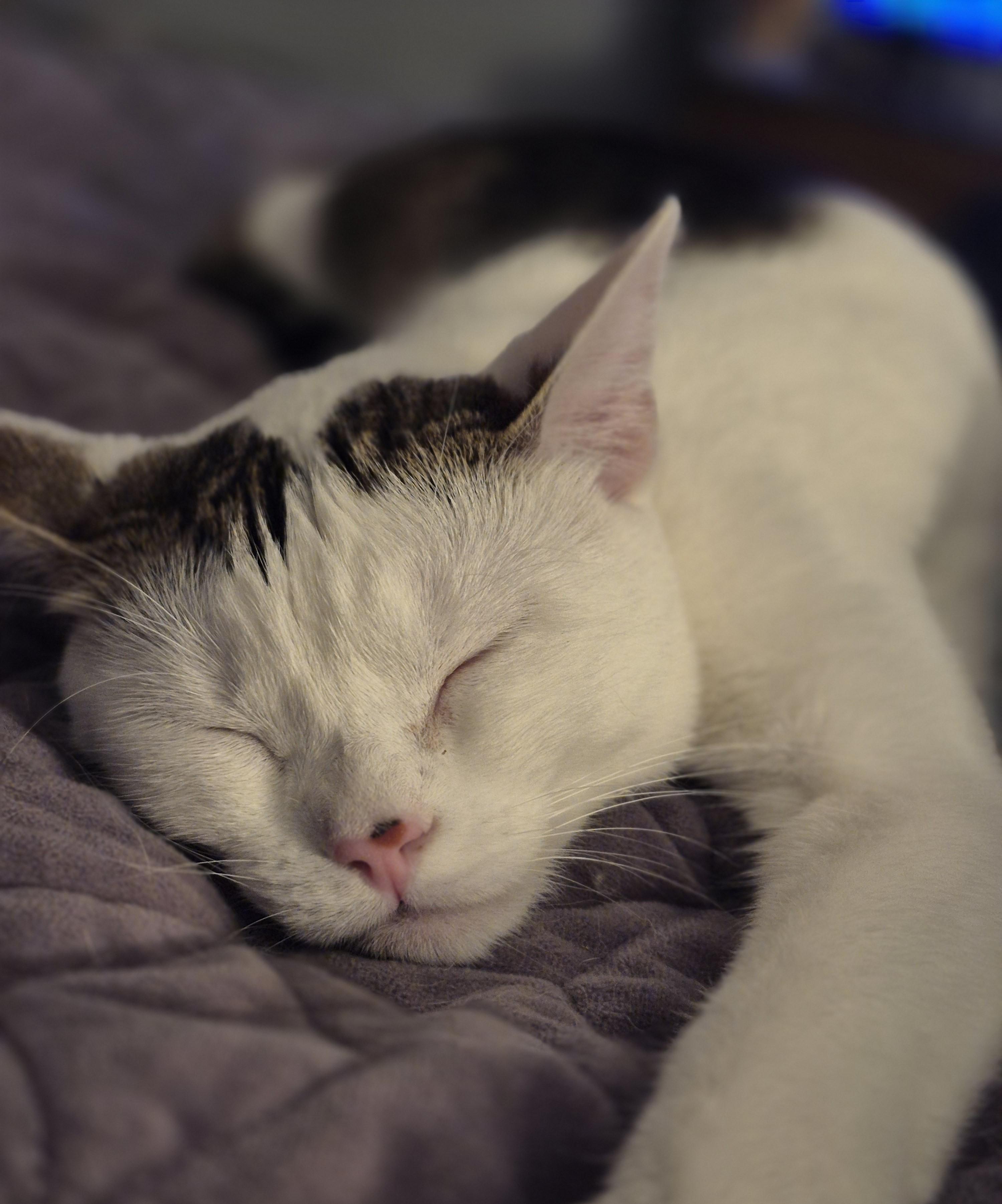 Mimi (KL), Adoptable, Young Female British Shorthair & Domestic Short Hair.