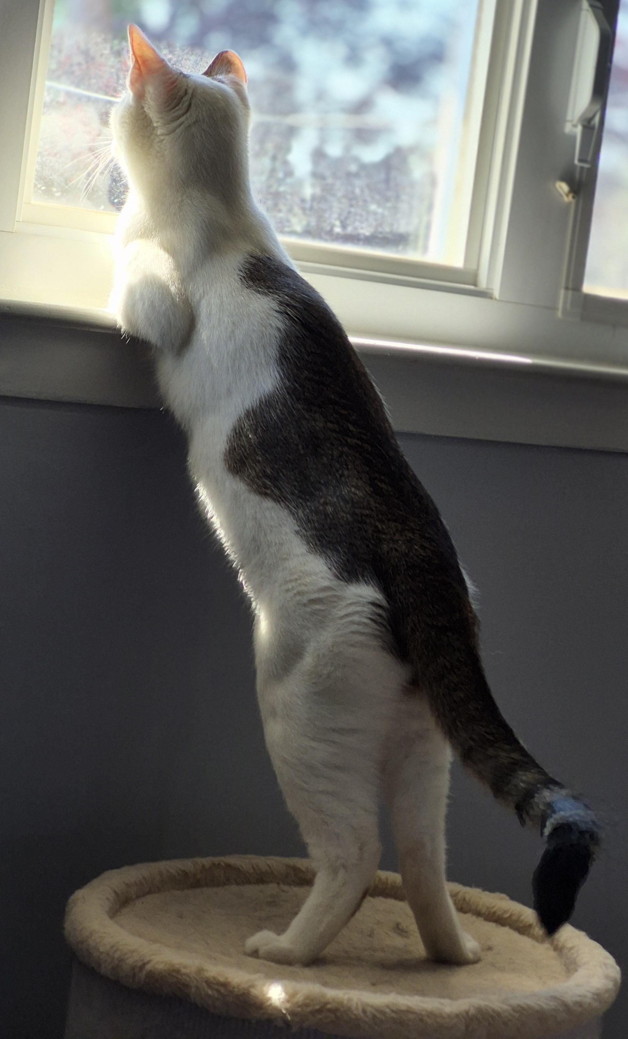 Mimi (KL), a Adoptable mixed breed in Little Falls, NJ image 4/4