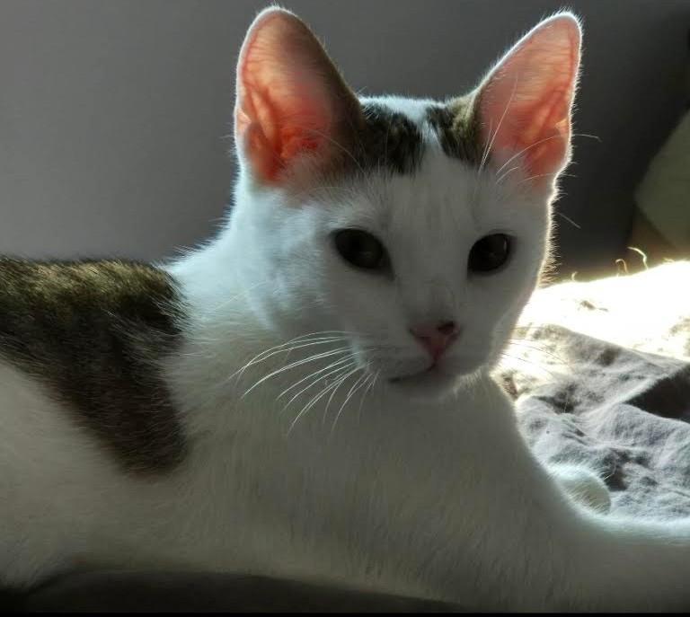 Enlarge Mimi (KL), a Adoptable Domestic Short Hair in Little Falls, NJ image 2/2