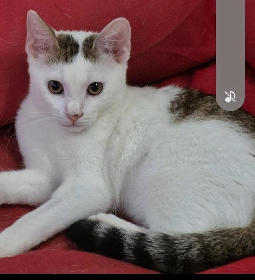 Enlarge Mimi (KL), a Adoptable Domestic Short Hair in Little Falls, NJ image 1/2