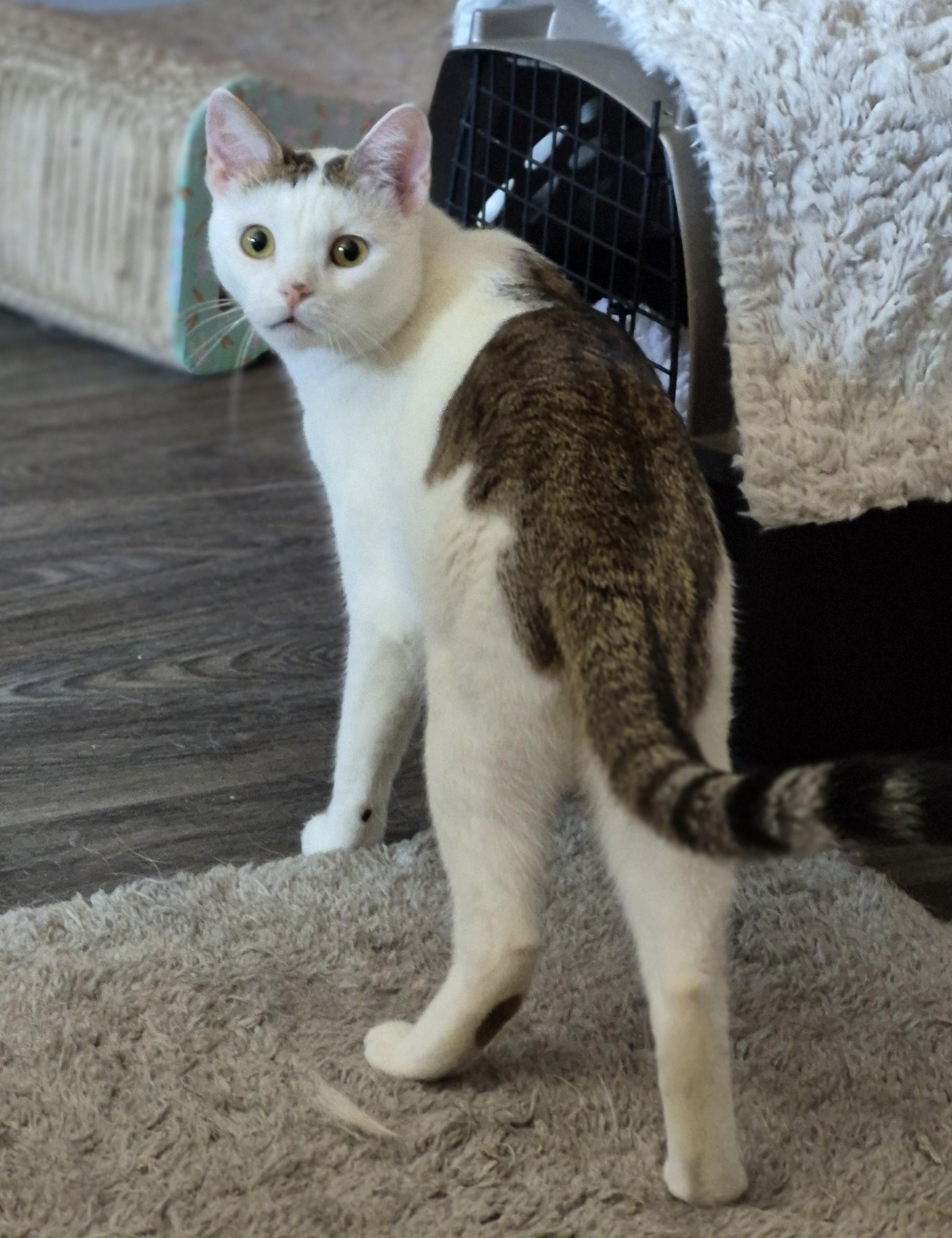 Mimi (KL), a Adoptable mixed breed in Little Falls, NJ image 3/4